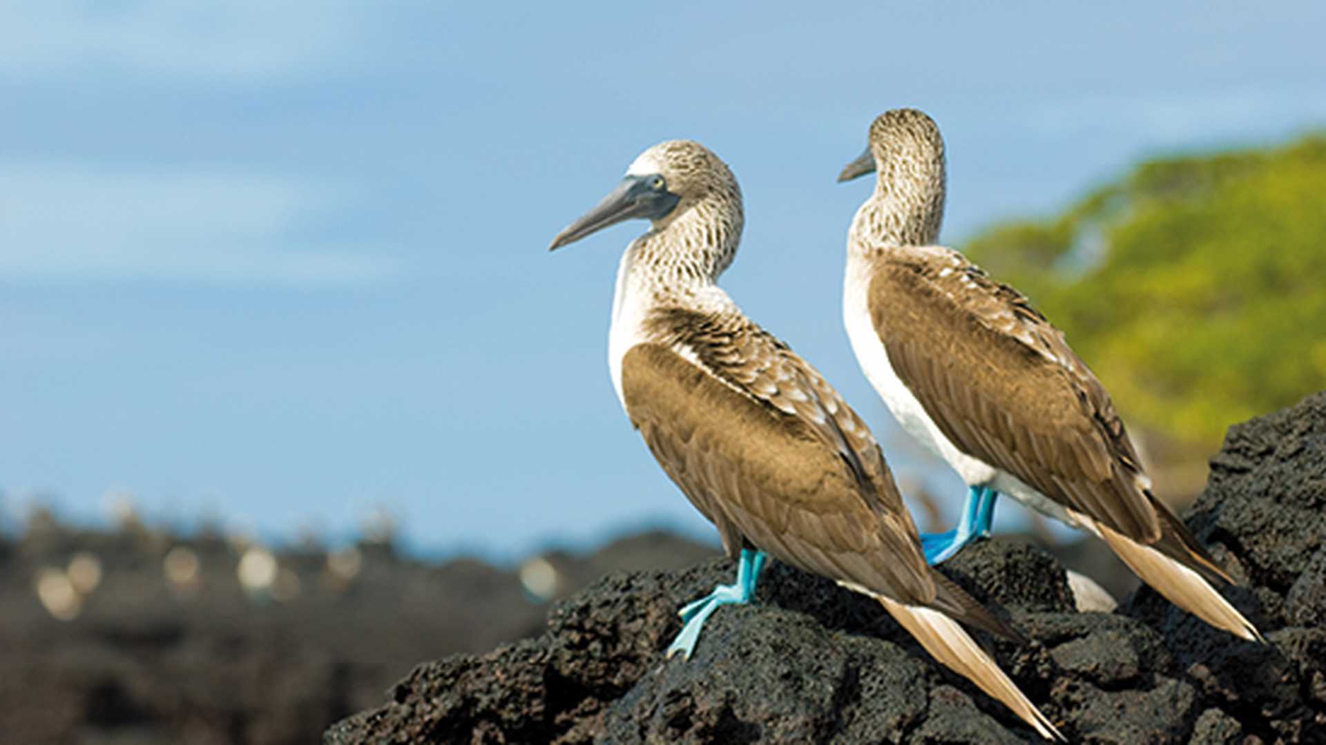 Blue-footed boobies, Galapagos islands