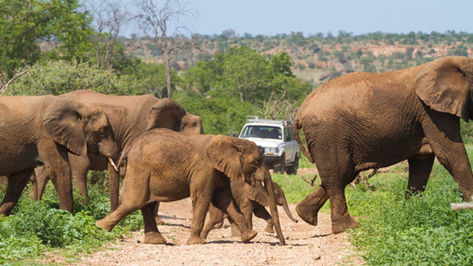 A herd of African elephants cause a unique traffic jam by holding up a white four wheel drive vehicle in South Africa's Mapungubwe National Park