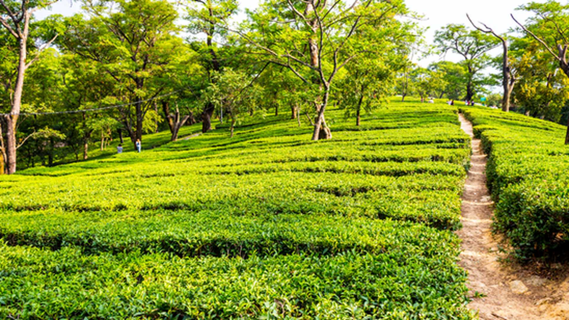 The smallest tea region of India, Dharamshala has beautifully lined and organised tea gardens across the Kangra Valley. It is known for its good quality tea and is available for purchase in many shops