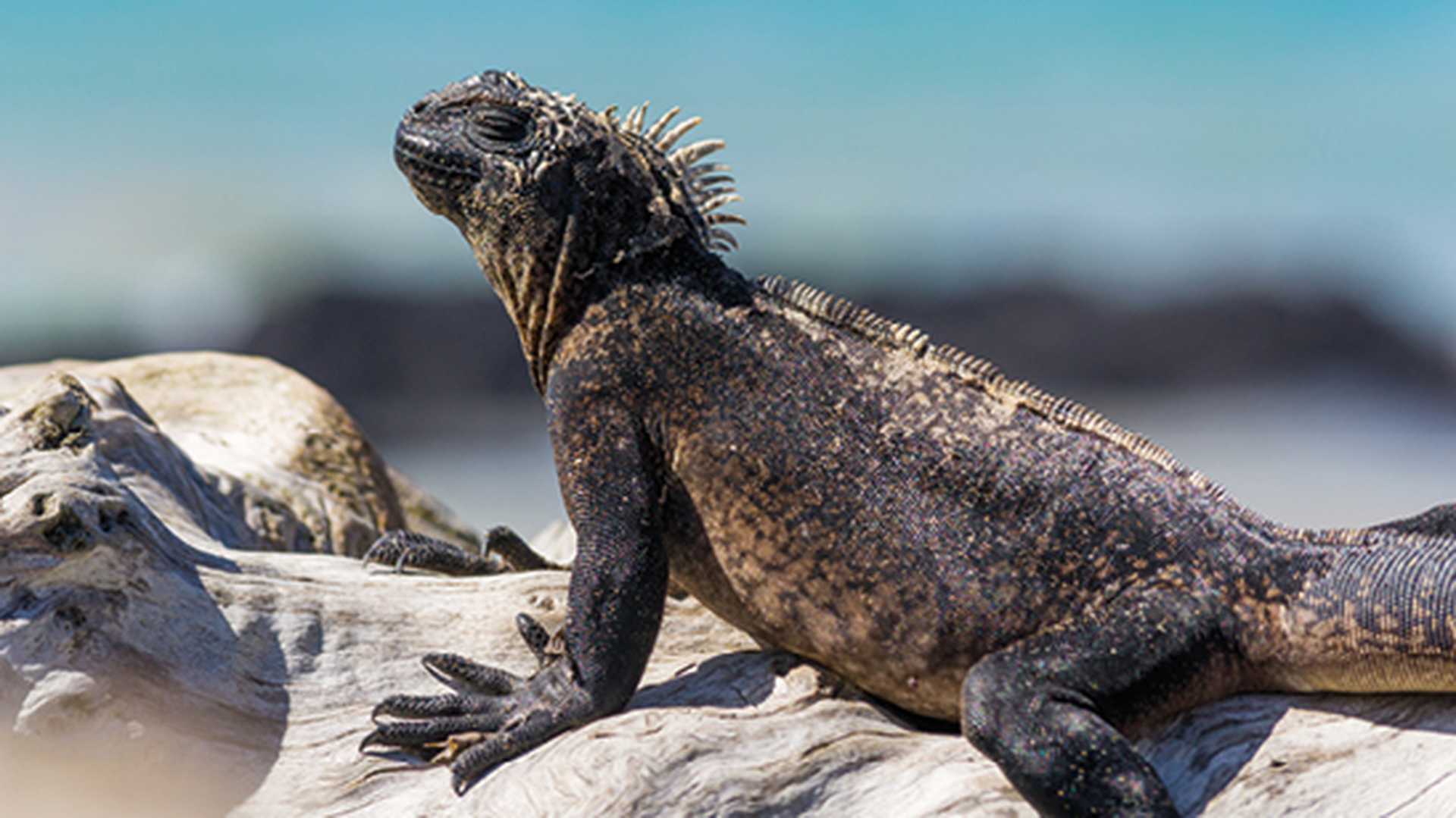 Marine Iguana, Galapagos