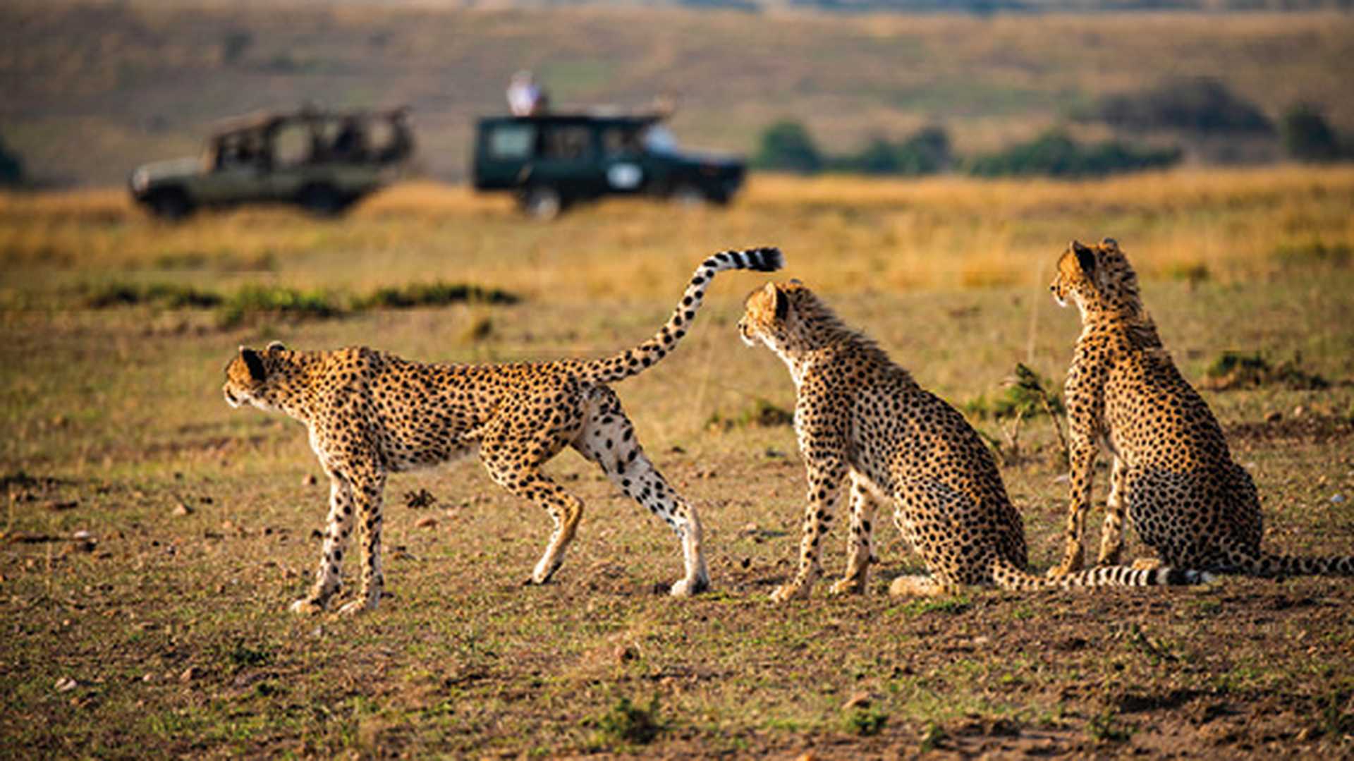 Family of cheetahs with safari vehicles in the distance. Maasai Mara, Africa