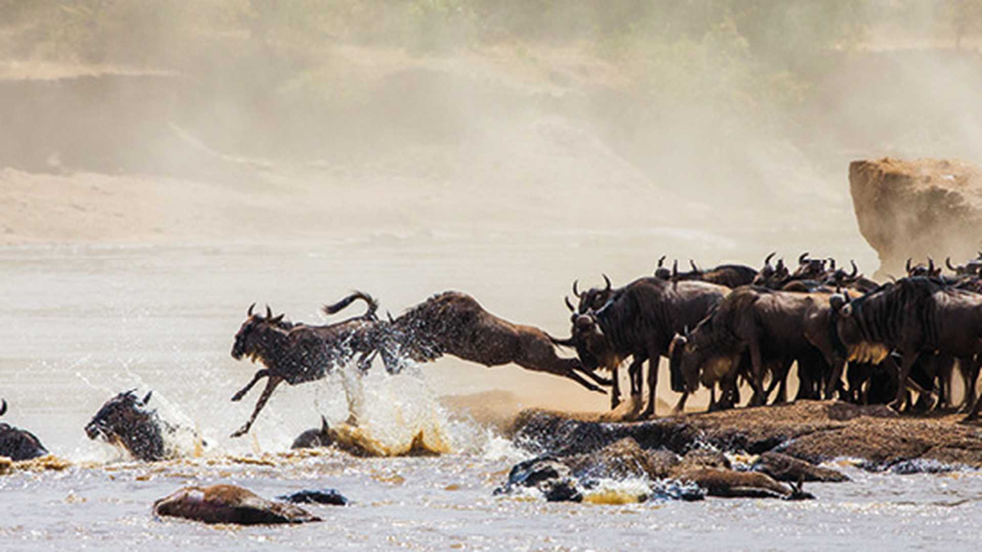 Wildebeest jumping into Mara River. Great Migration. Kenya. Tanzania