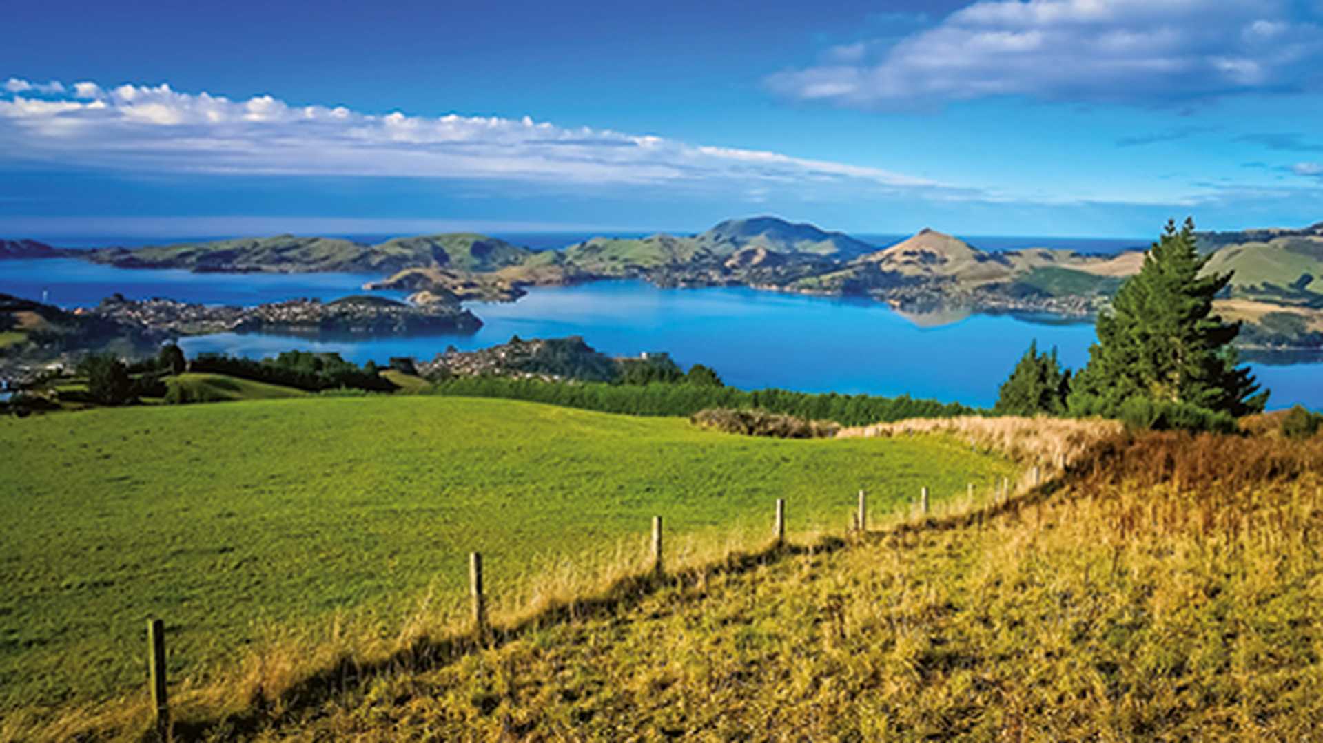 Grassland, pastures and meadows above Dunedin town, South Island, New Zealand