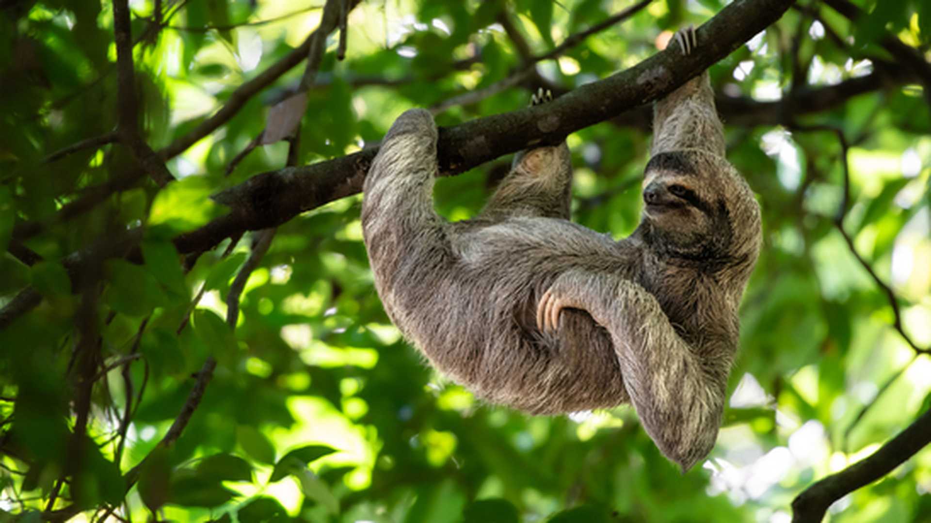 Sloth hanging from tree, Titan Costa Rica tour