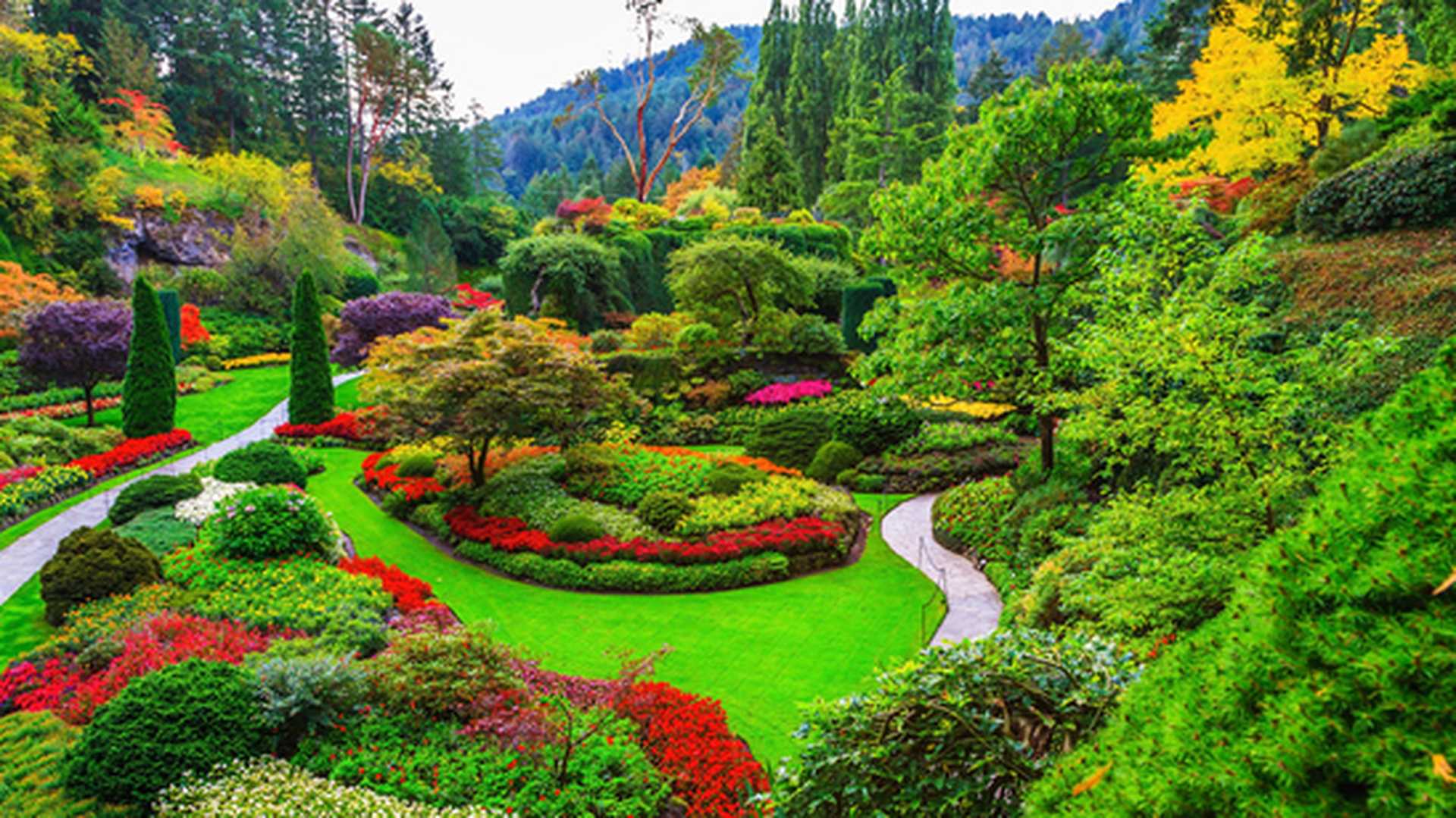 Colourful flowers in bloom at the famous Butchart Gardens in Victoria, Vancouver Island
