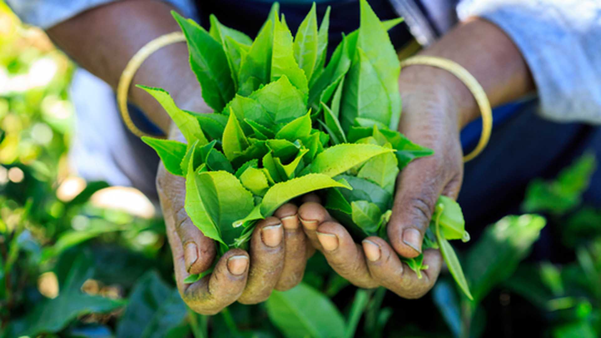 Hands with some tea in a tea fields in Sri Lanka