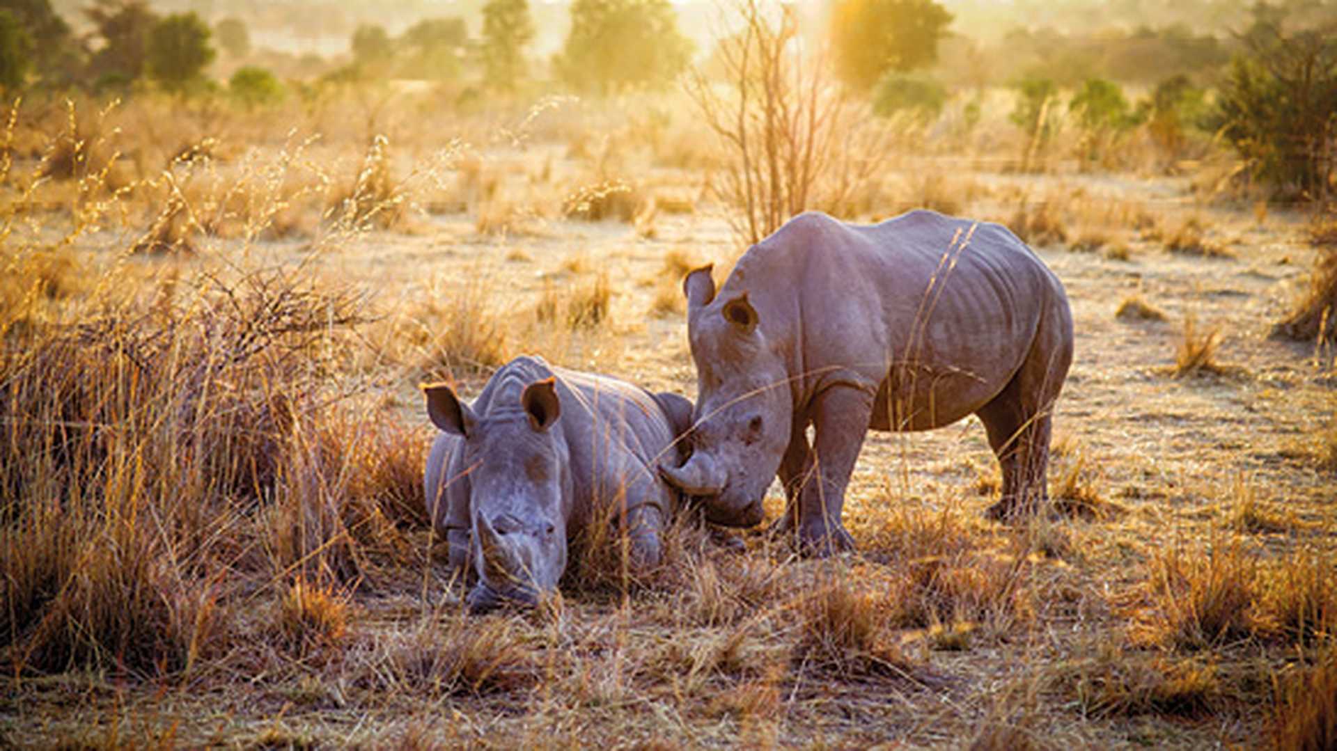 Rhino in forest Mabula Private Game Reserve, SouthAfrica