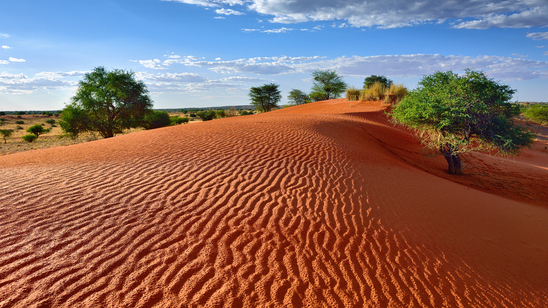 Kalahari Desert