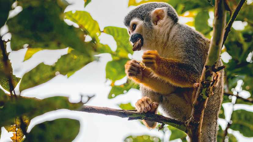 Squirrel Monkey, National Park Yasuni, Ecuador