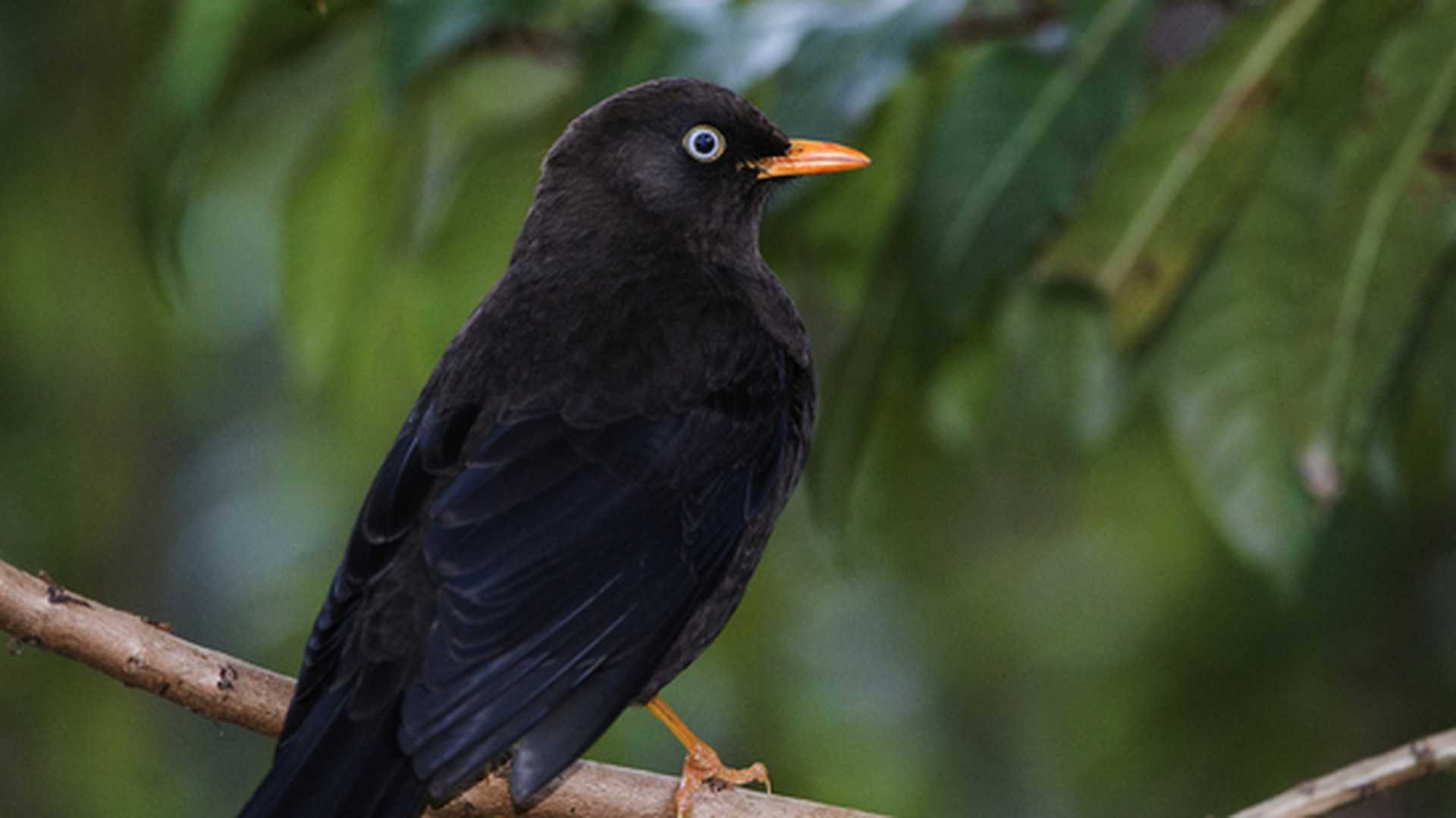Sooty Robin in Costa Rica