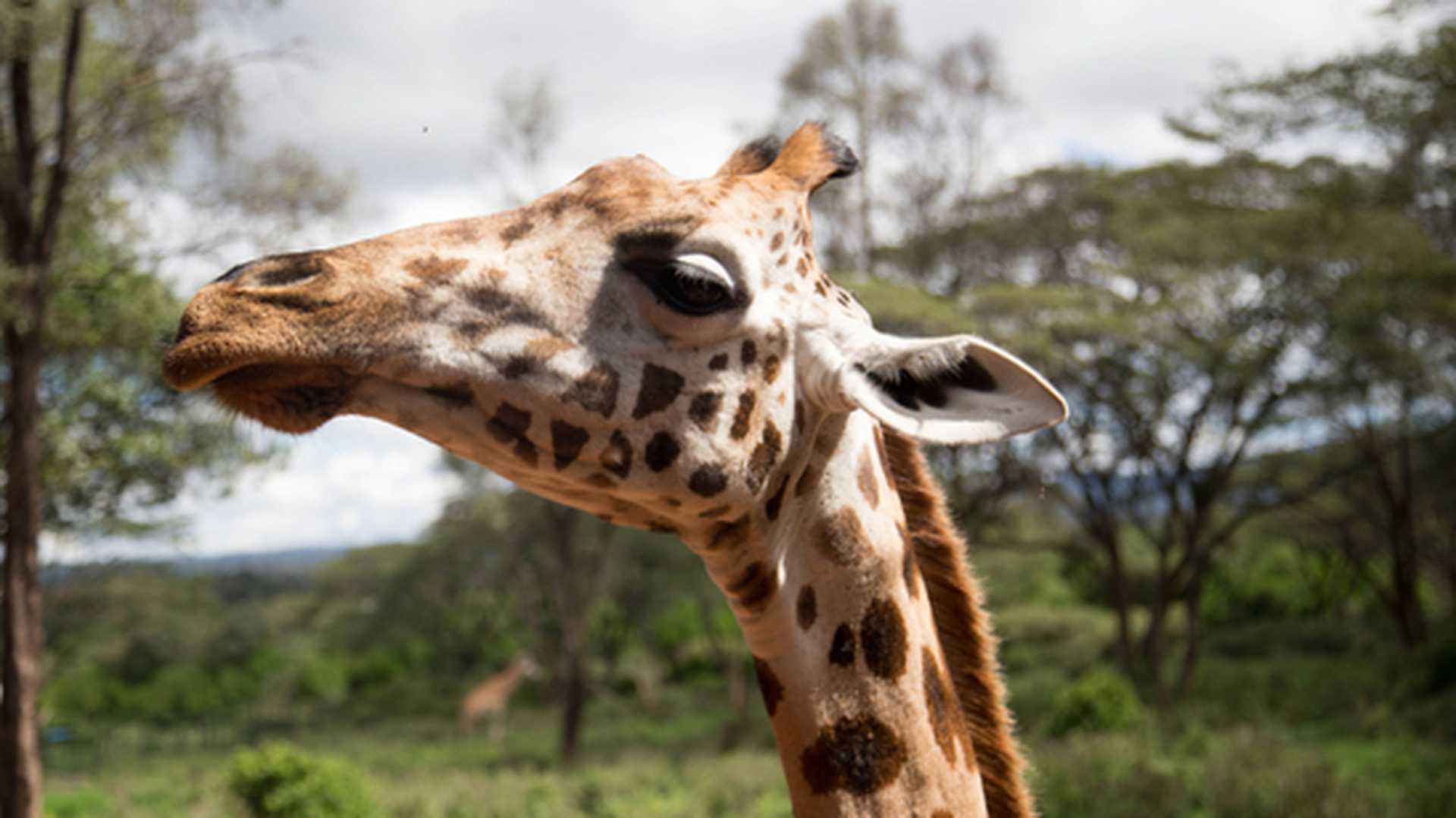 Kenya