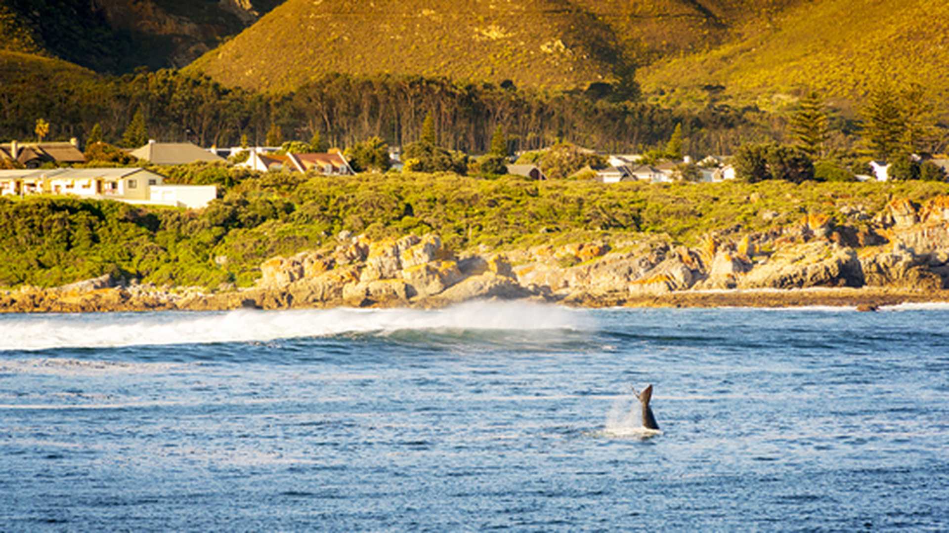 Whale spotting in Hermanus, South Africa