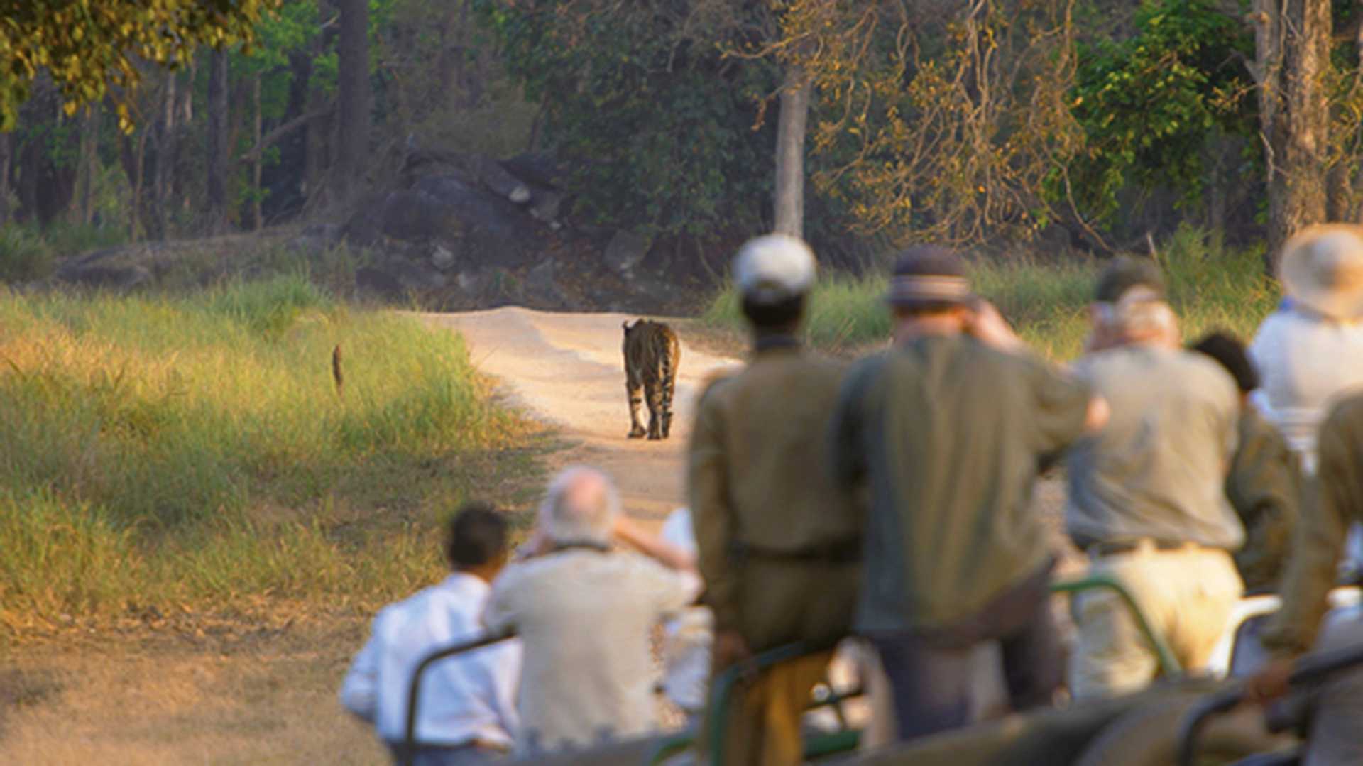 Tigers and tourists, Kanha National park, Madhya Pradesh, India.