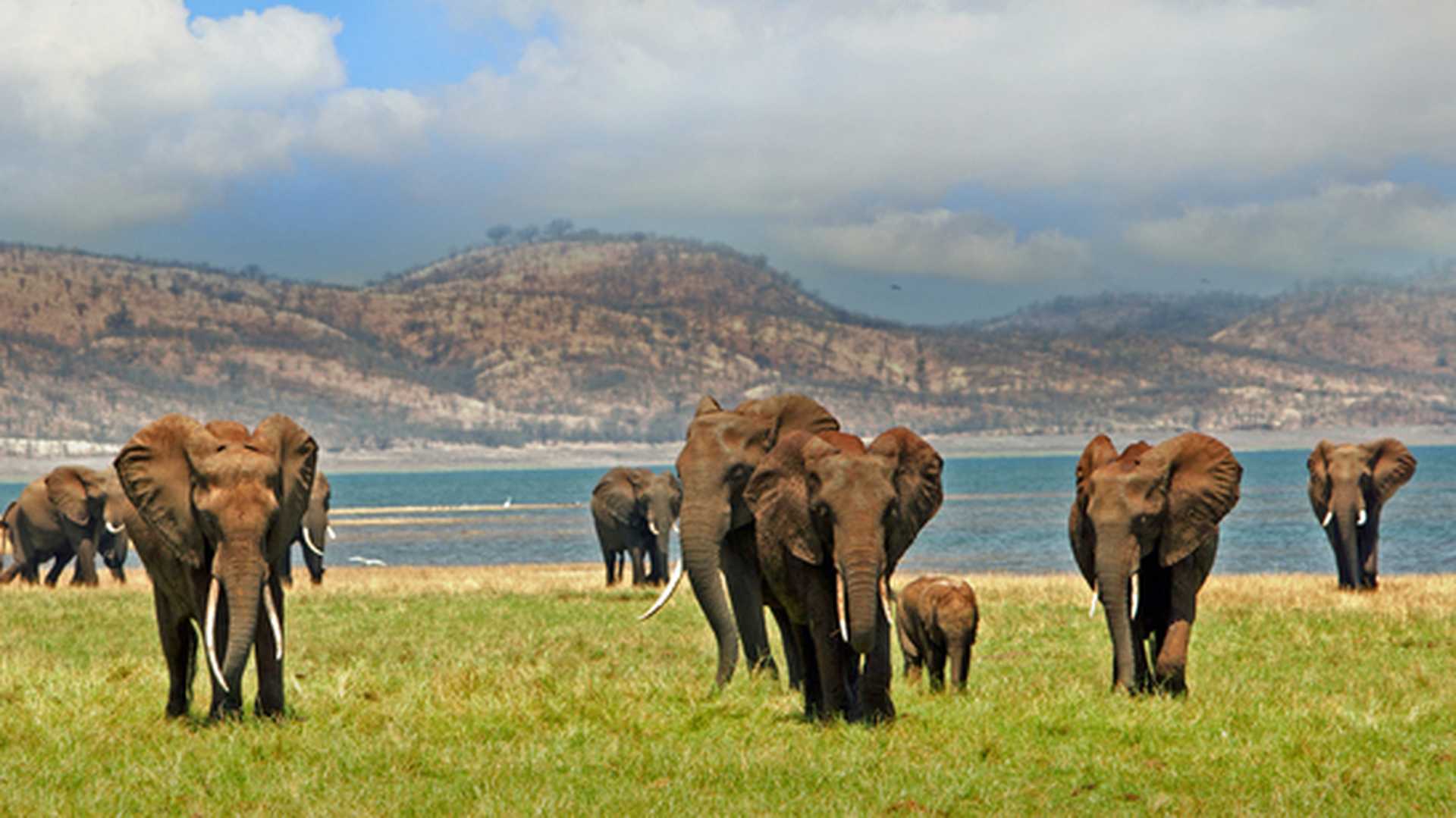 Parade of elephants walking in Matusadona National Park, on the edge of Lake Kariba with a mountain and blue sky backdrop - Zimbabwe, Southern Africa