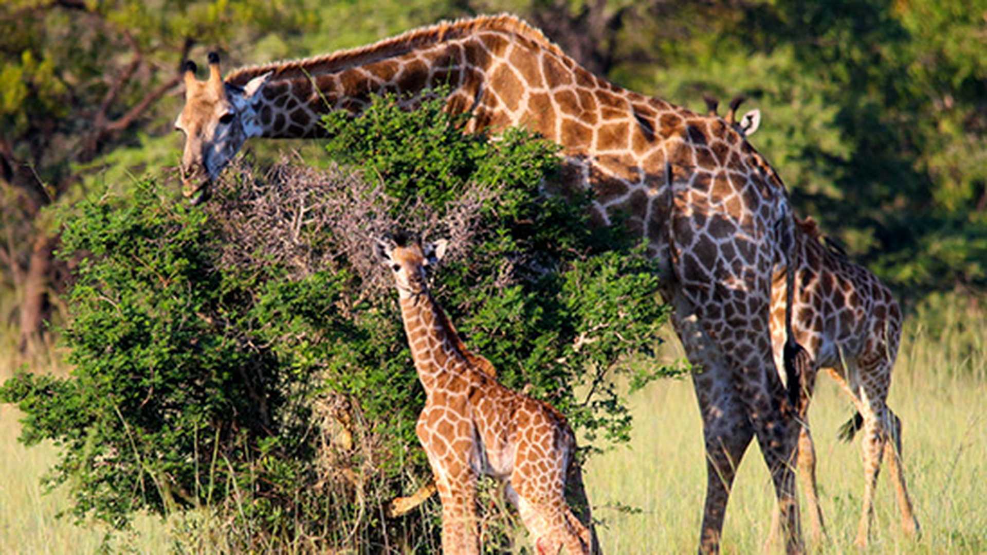 Giraffe and baby. Mabula Private Game Reserve, South Africa