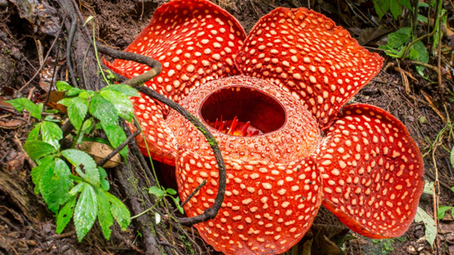 Rafflesia, the biggest flower in the world, found in Sumatra, Indonesia