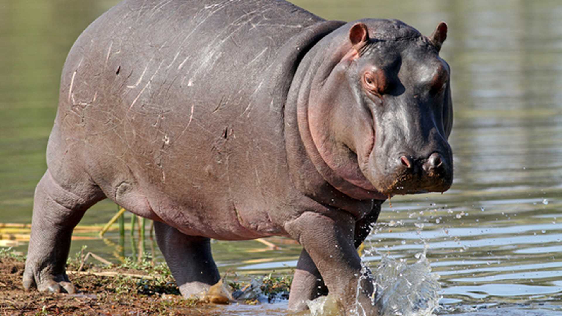 A hippo steps into the shallows of a lake in South Africa