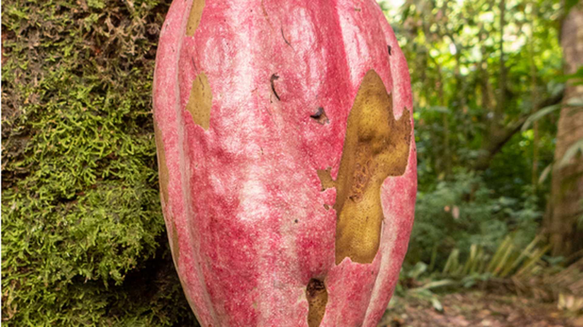 Tirimbina rainforest reserve near Puerto Viejo in Costa Rica