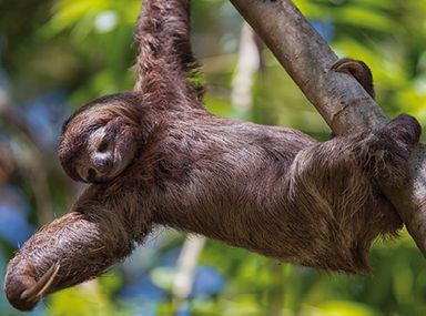 Sloth hanging from a tree, Costa Rica