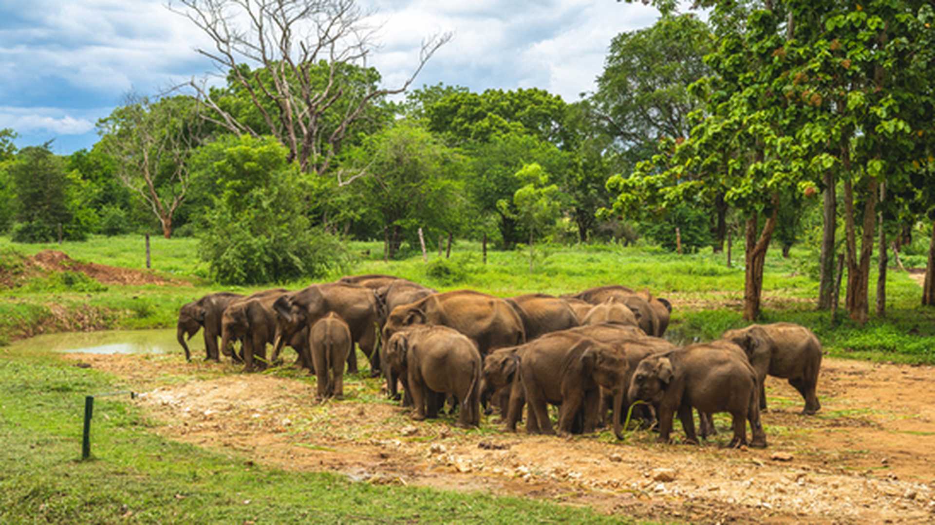 Udawalawe Elephant Transit Home in sri lanka
