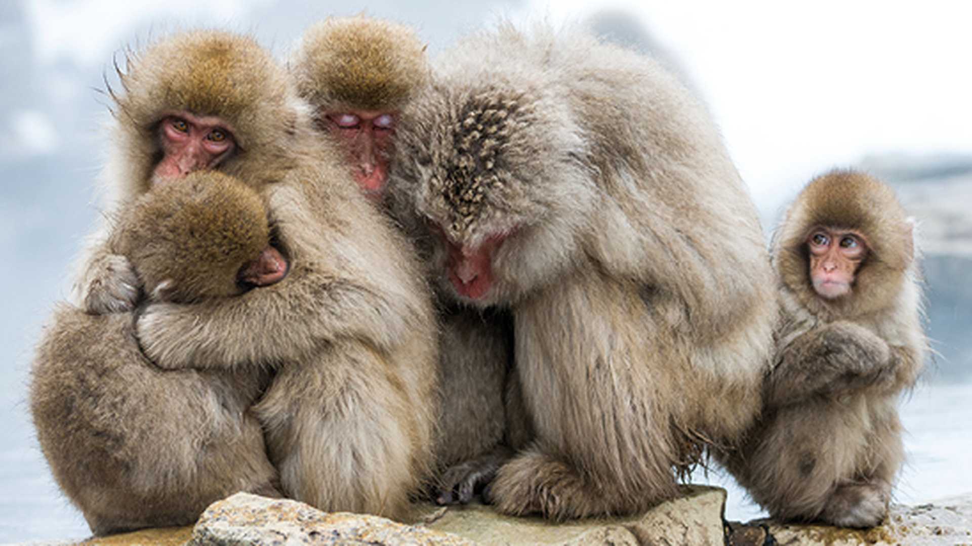 Huddle of snow monkeys, Jigokudani Monkey Park, Japan