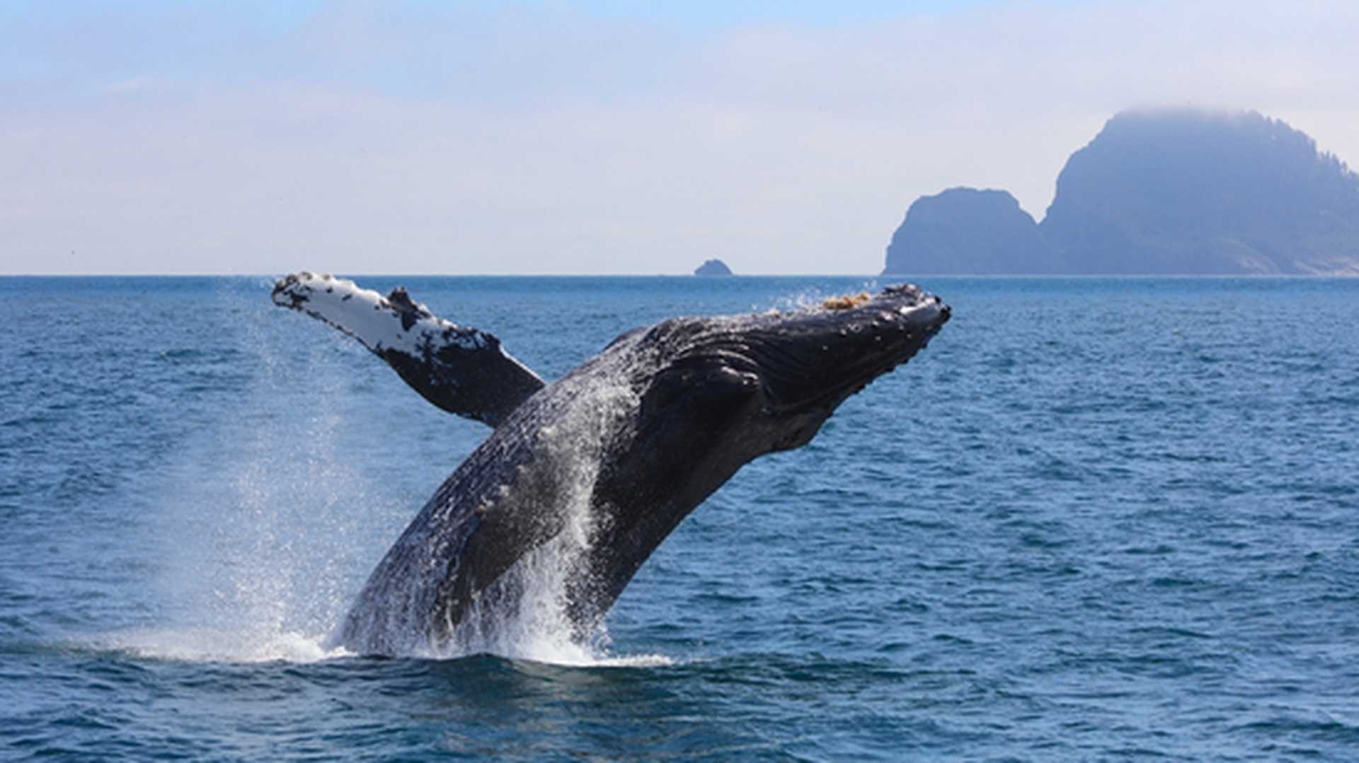 Humpback Whale breaching Kenai Fjords National Park Alaska