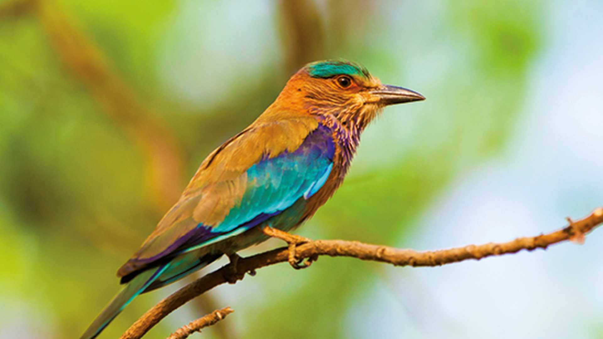 Indian roller in  in the Bandhavgarh National Park in India