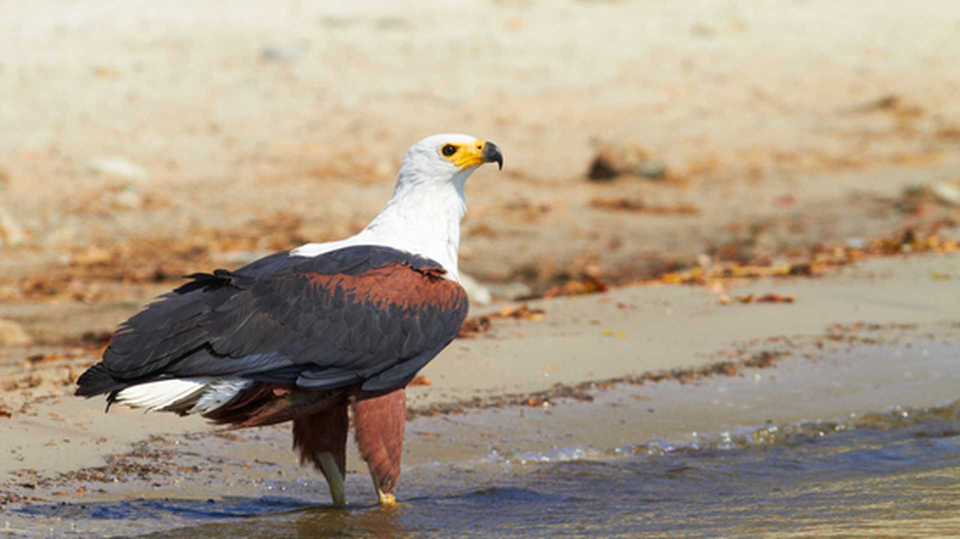 Fish eagle in the Chobe River, Botswana