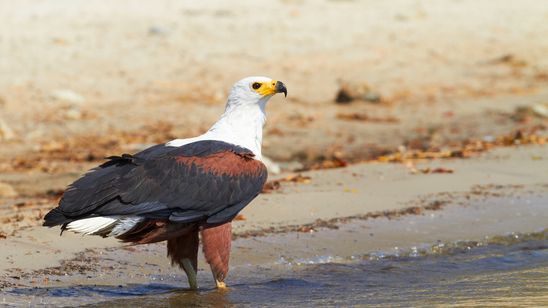 Fish eagle in the Chobe River, Botswana