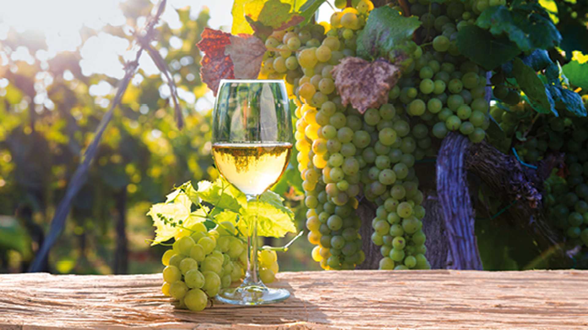 White wine with barrel on vineyard in Chianti, Tuscany, Italy