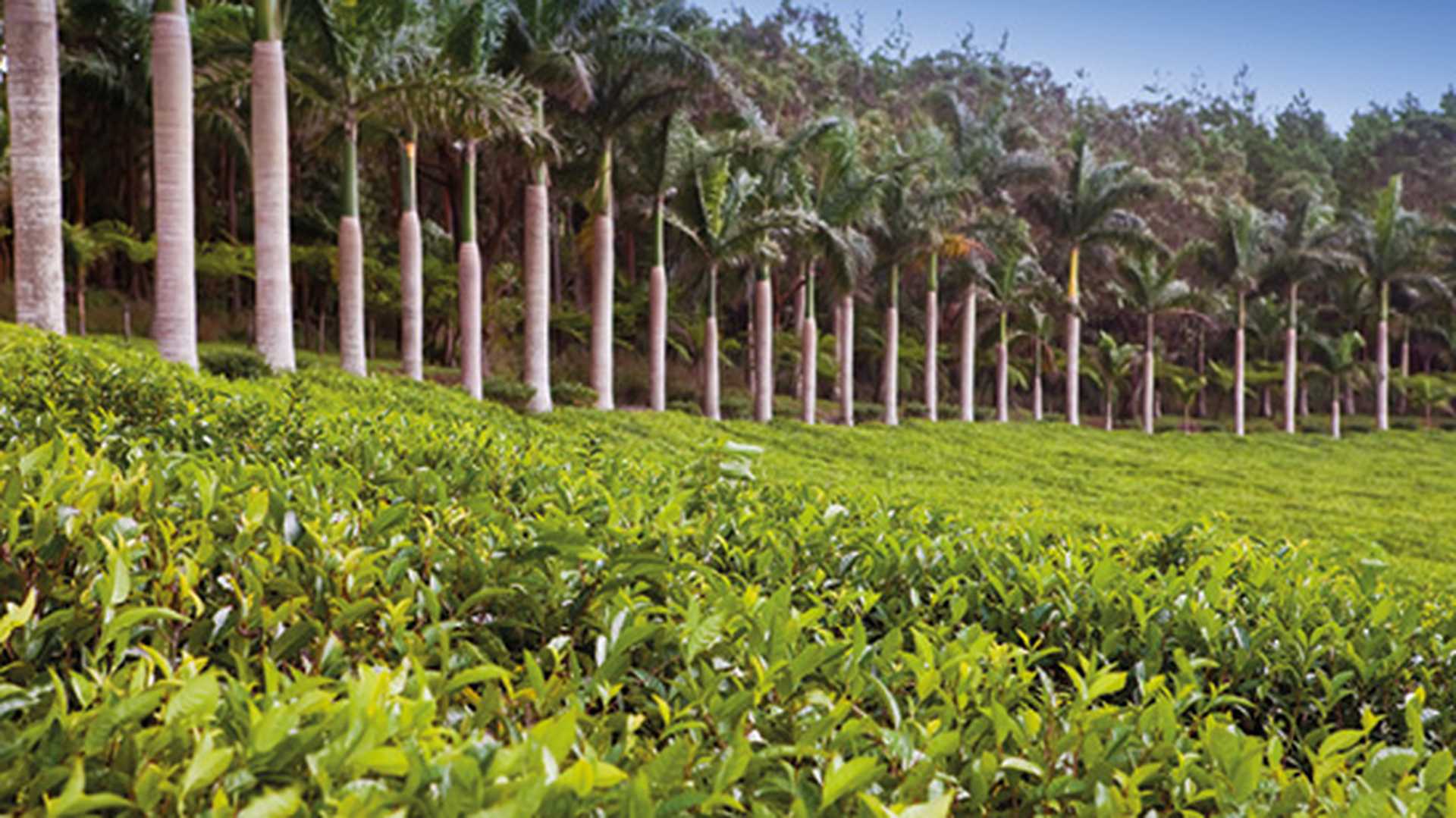 Tea plantation. Mauritius