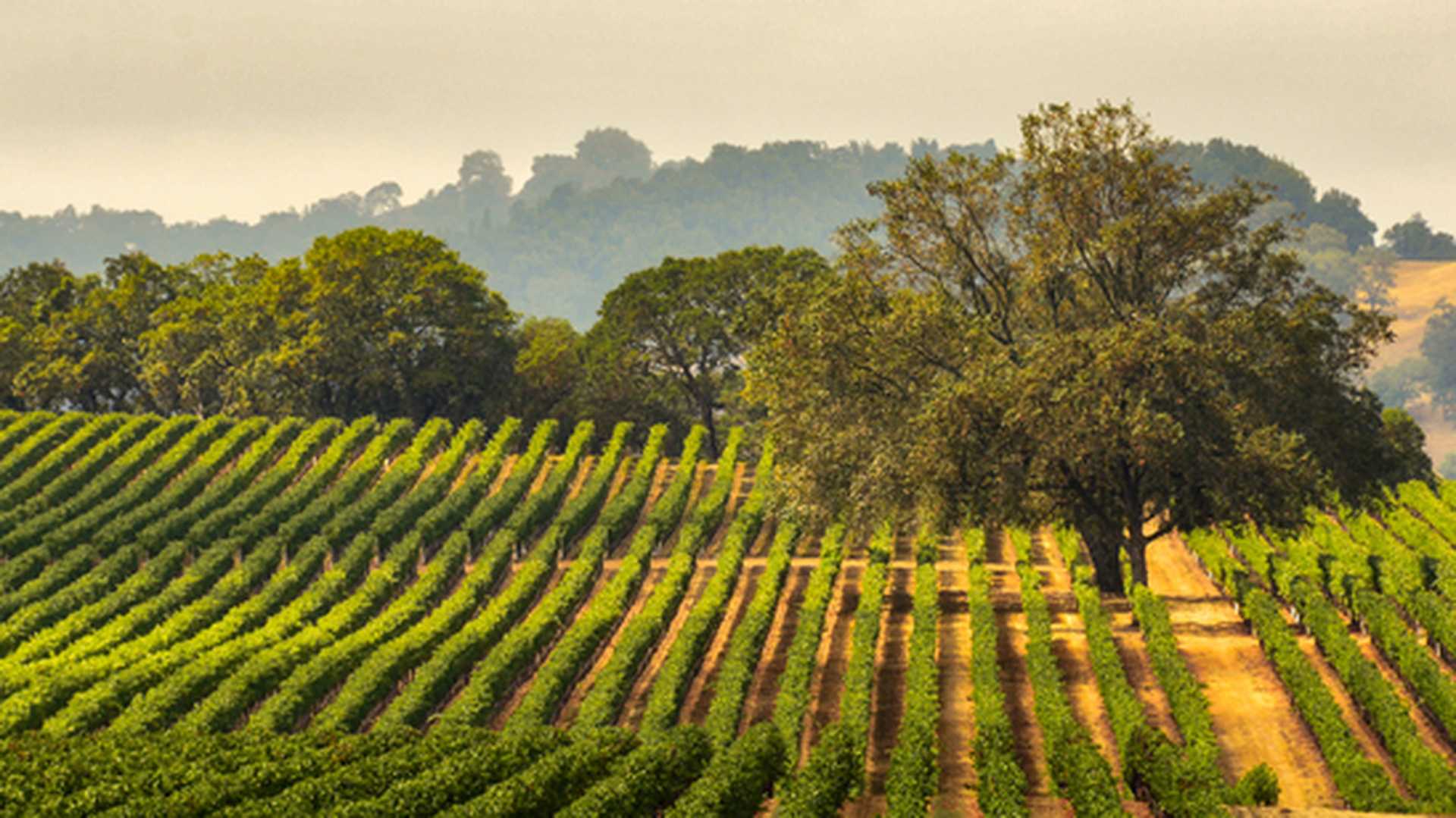 Wine country