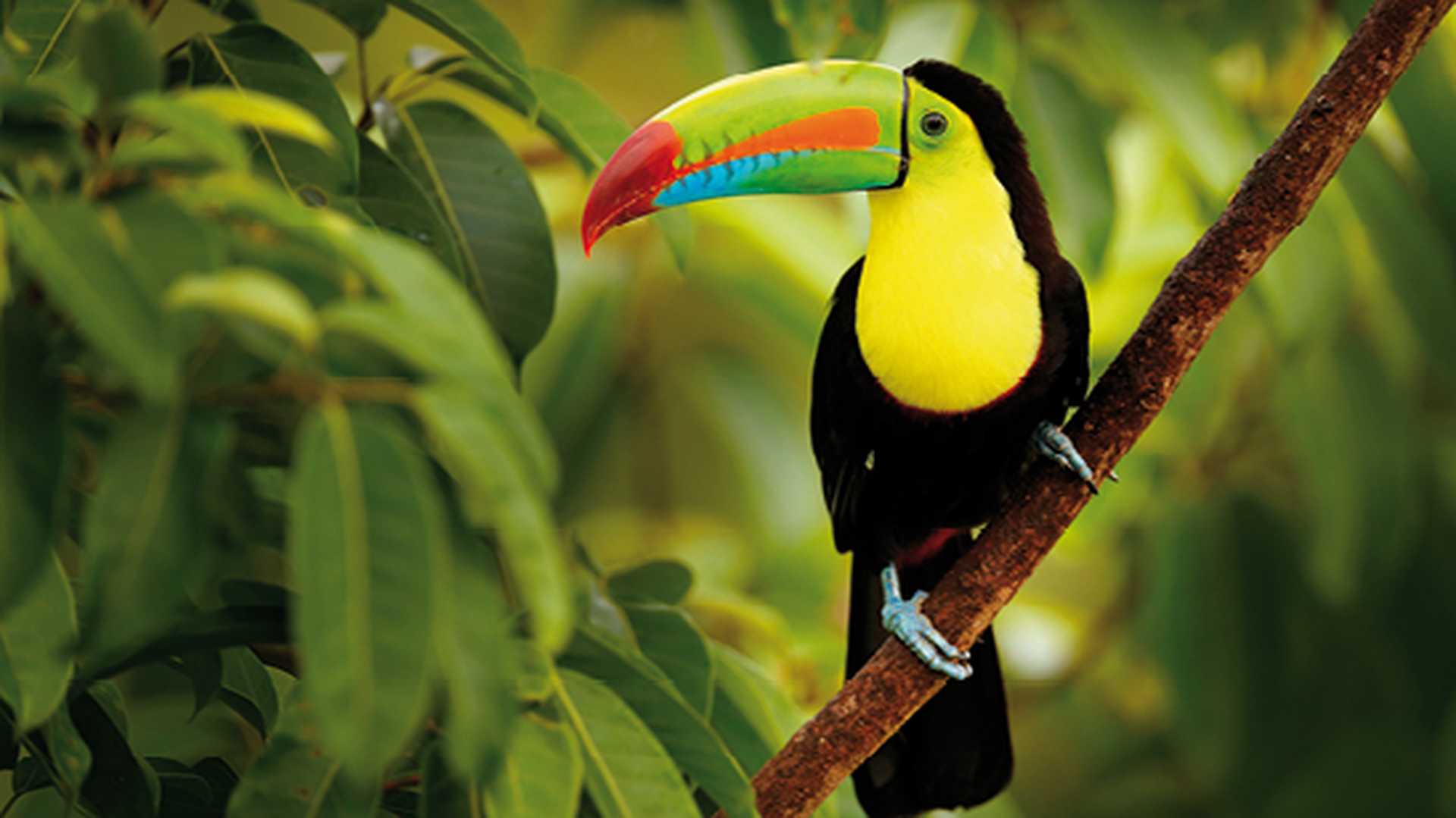 Keel-billed Toucan sitting on the branch in the forest, Boca Tapada, Costa Rica
