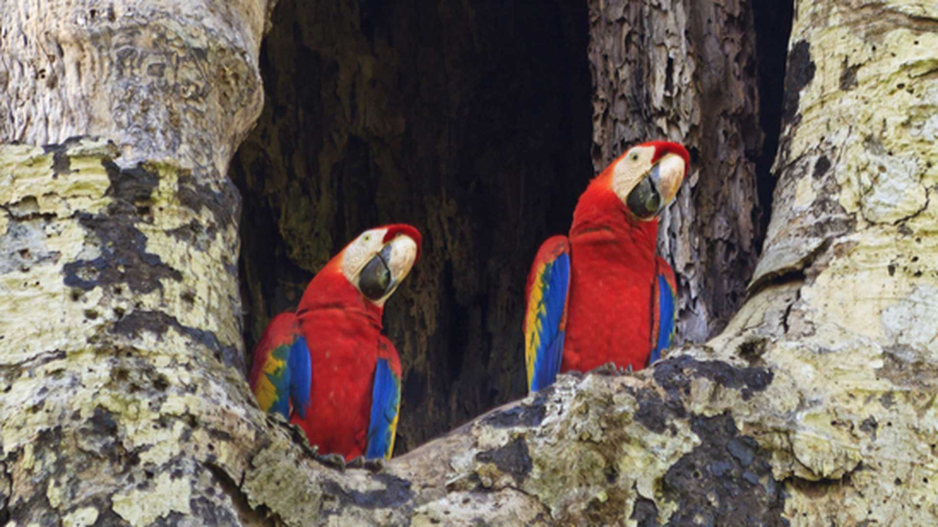 Mated pair of Scarlet Macaws in their nest in Carara National Park, Costa Rica