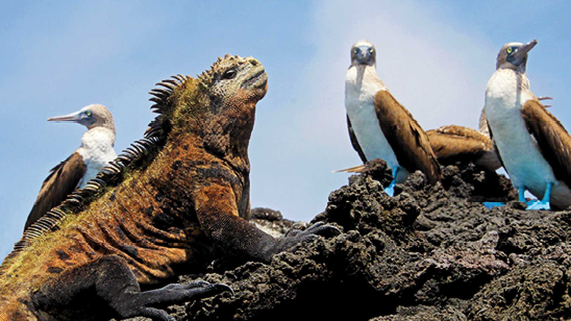 Mosquera Islet