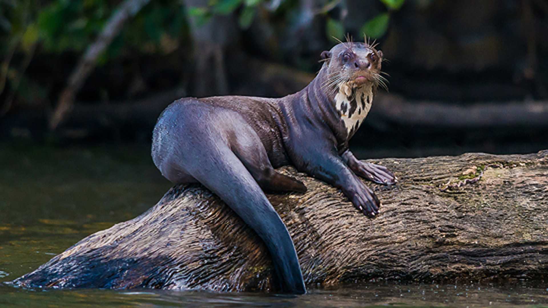 Giant otter standing on log in the peruvian Amazon jungle at Madre de Dios Peru