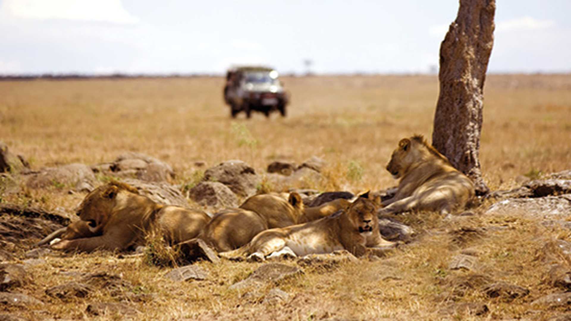 Pack of lions lying in the shade of a tree, jeep in background, Game drive, South Africa