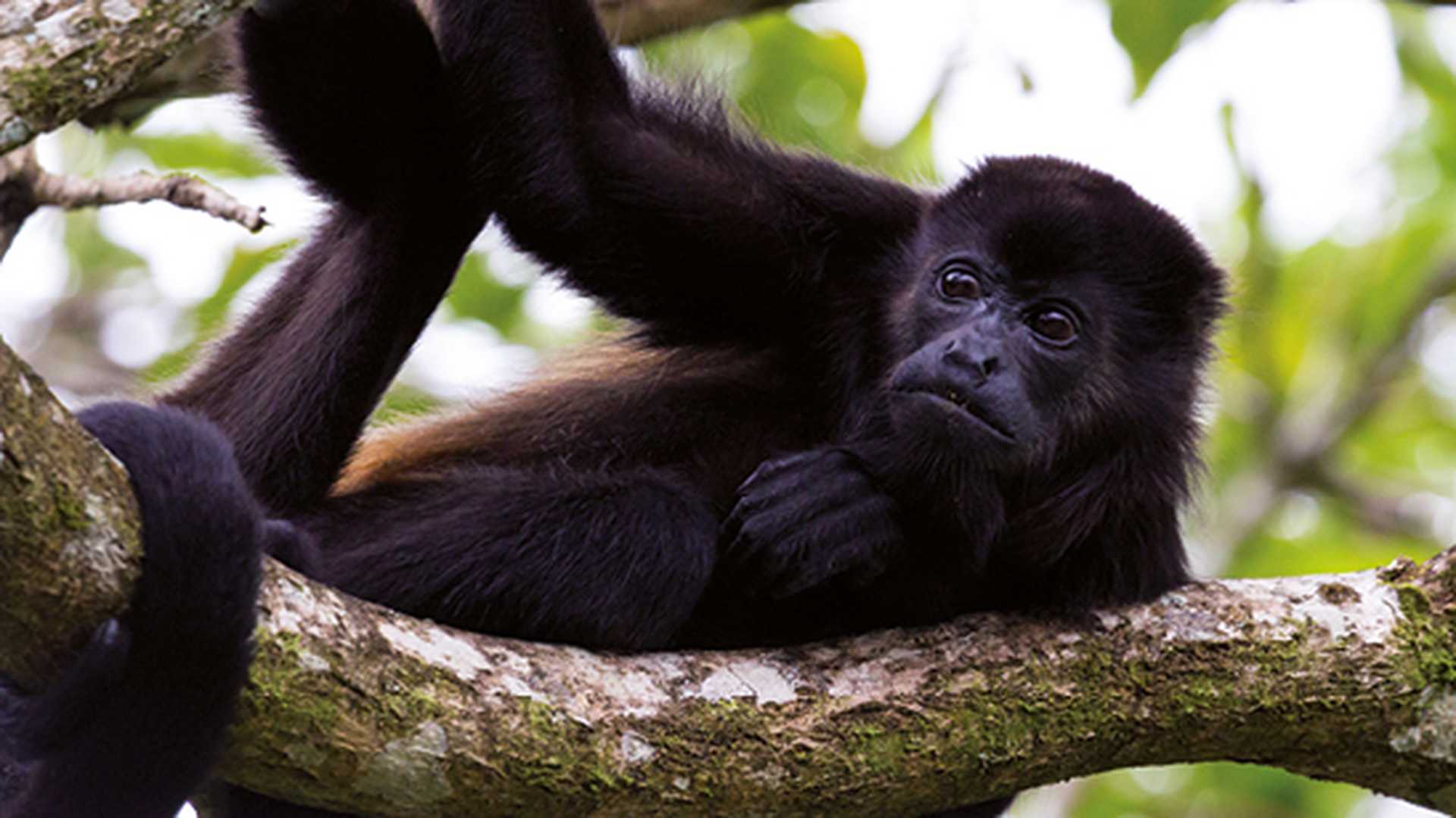 Close up of a howler monkey on a tree in the rainforest of Costa Rica
