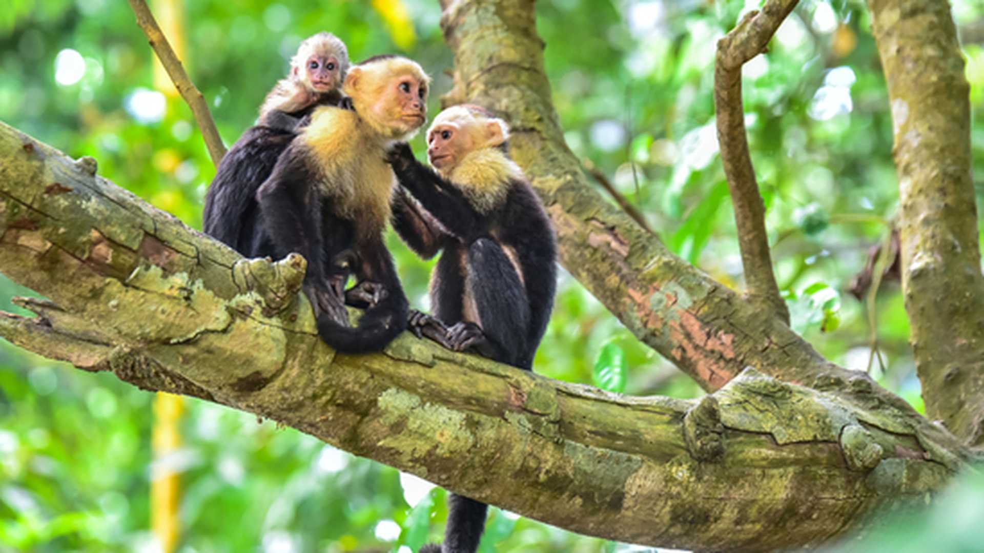 Capuchin monkeys in a tree