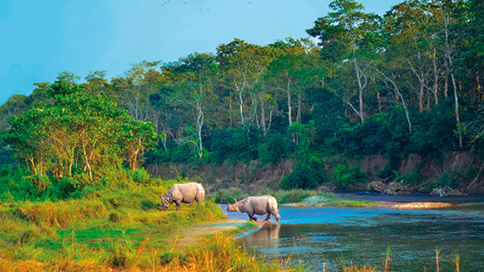 Rhino, Chitwan National Park