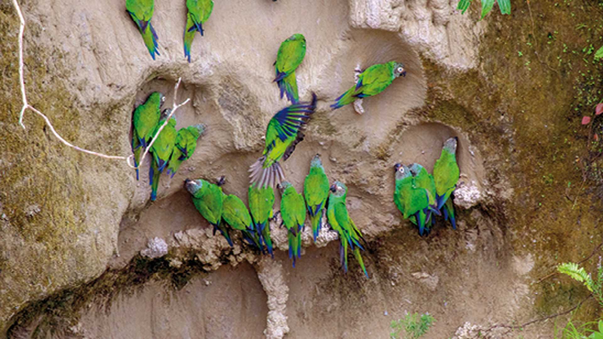 Blue-headed Parrots at a clay lick on the banks of the Napo River in Ecuador