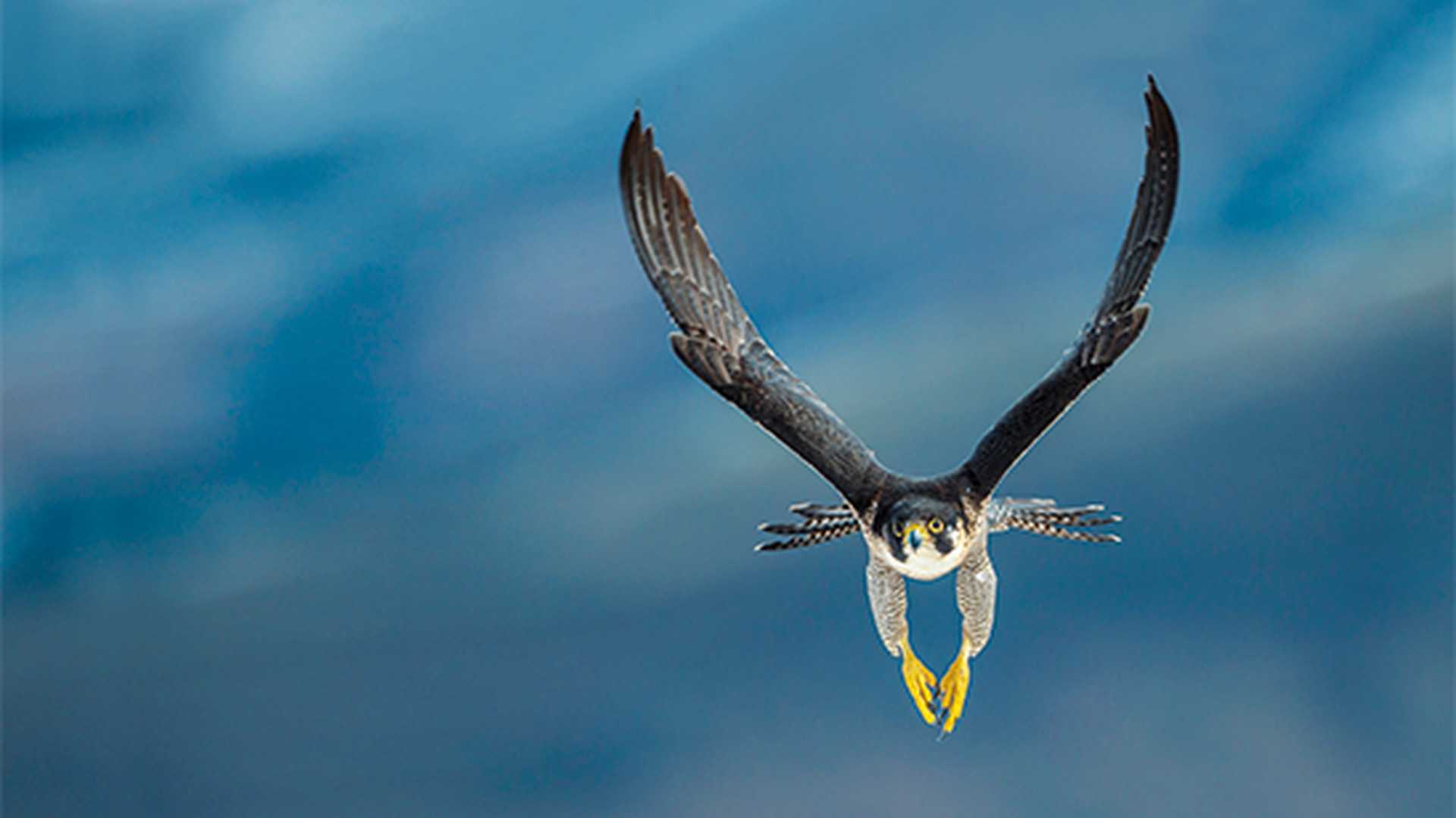 Peregrine falcon flying