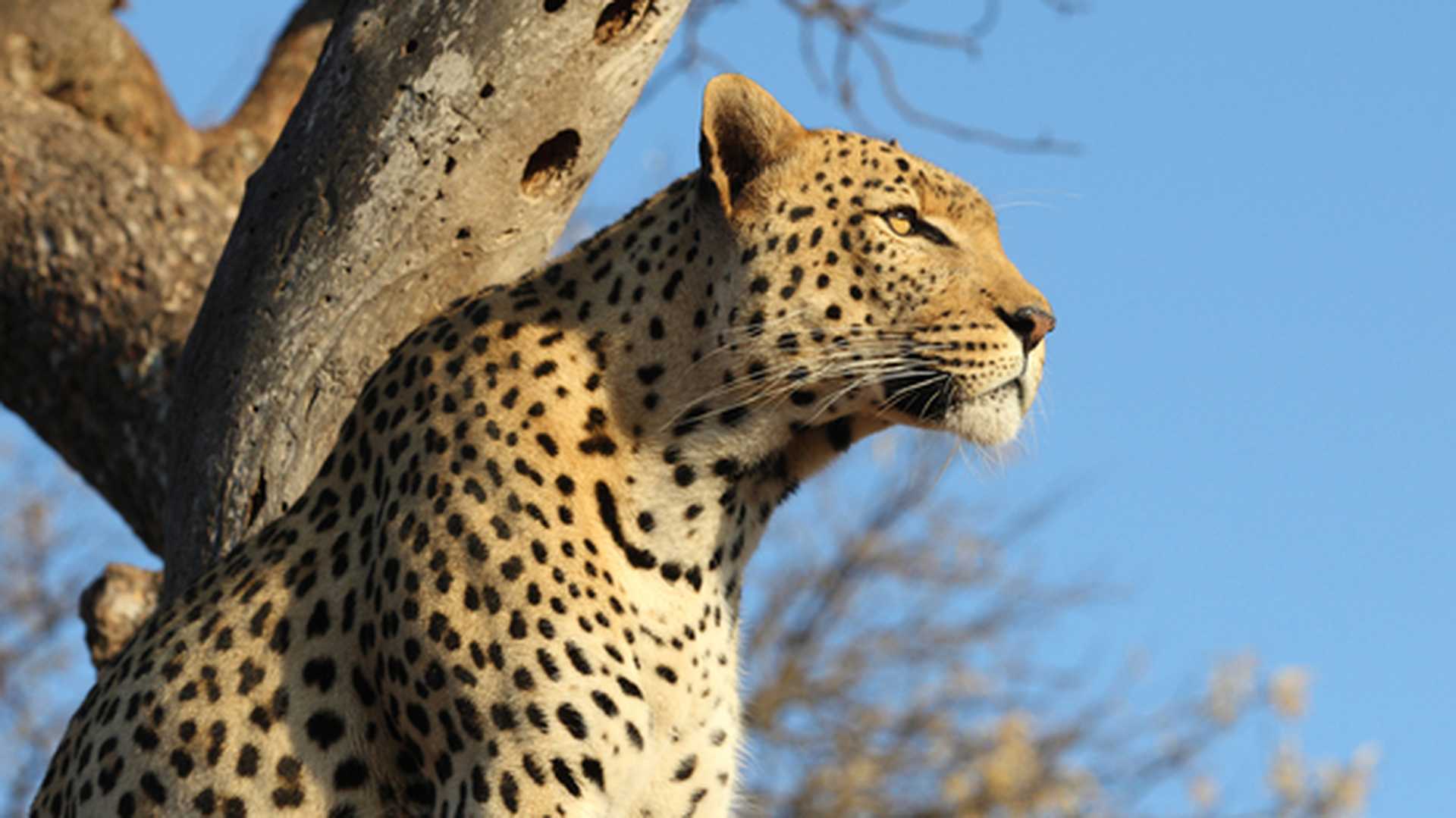 A close-up shot of a leopard in a tree, South Africa