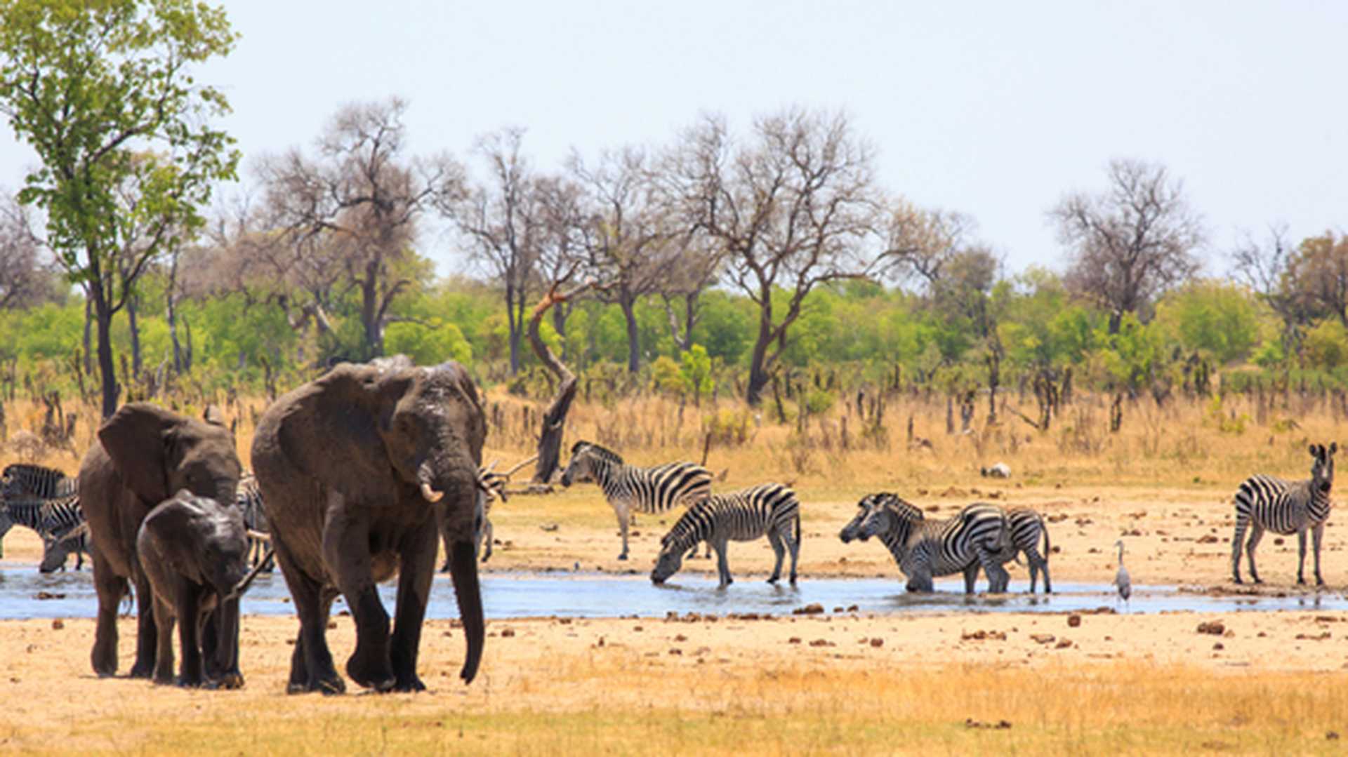 Large group of elephants and zebras come to drink at the waterhole in Hwange National Park, Zimbabwe with a natural tree and bush background and a clear blue sky