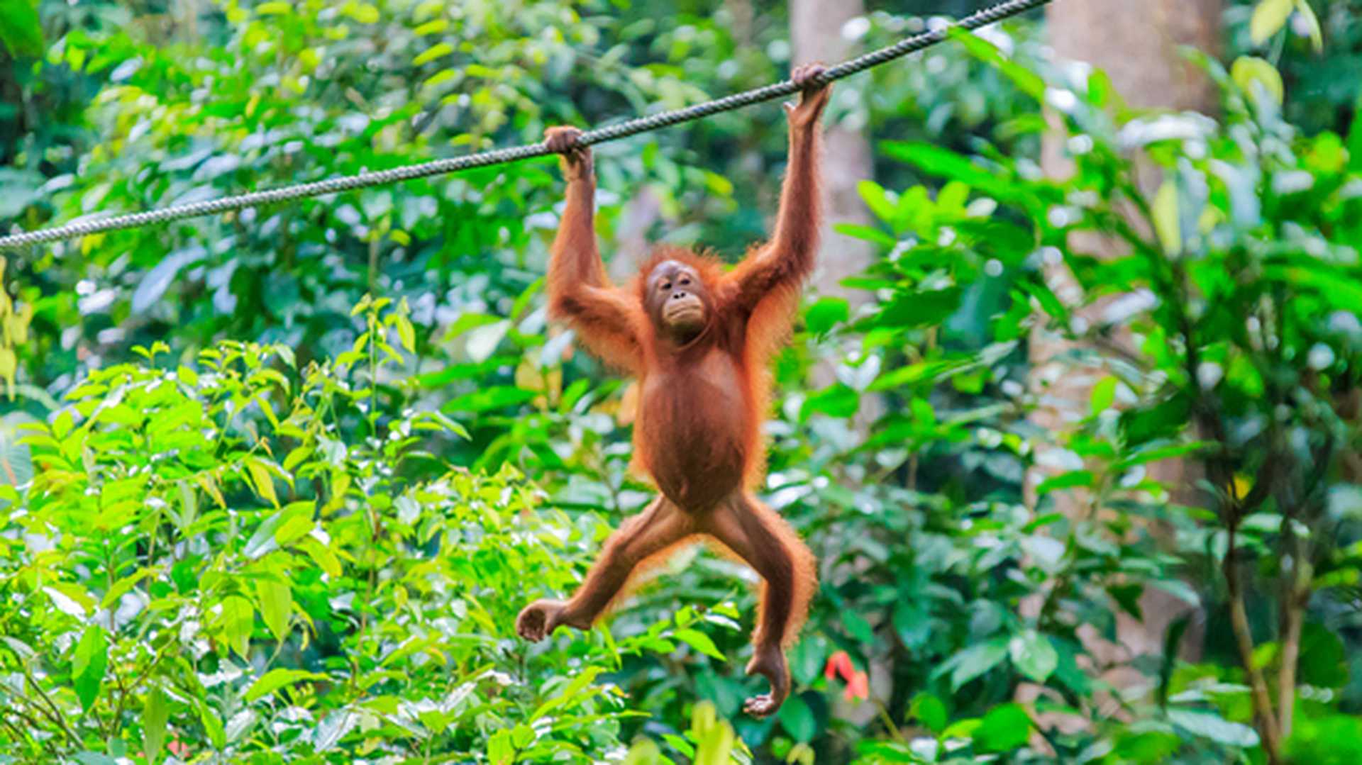 Orang-Utan in Borneo, Malaysia