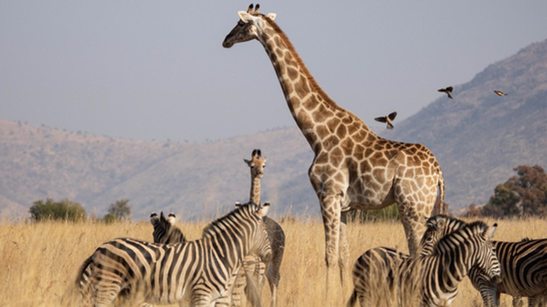 Giraffes and Zebras on Safari in Pilanesberg, South Africa