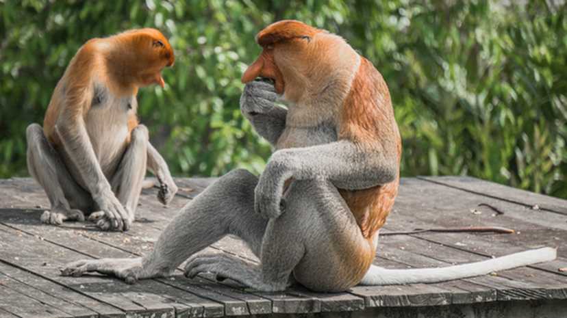 Spot proboscis monkeys in the forests of Borneo