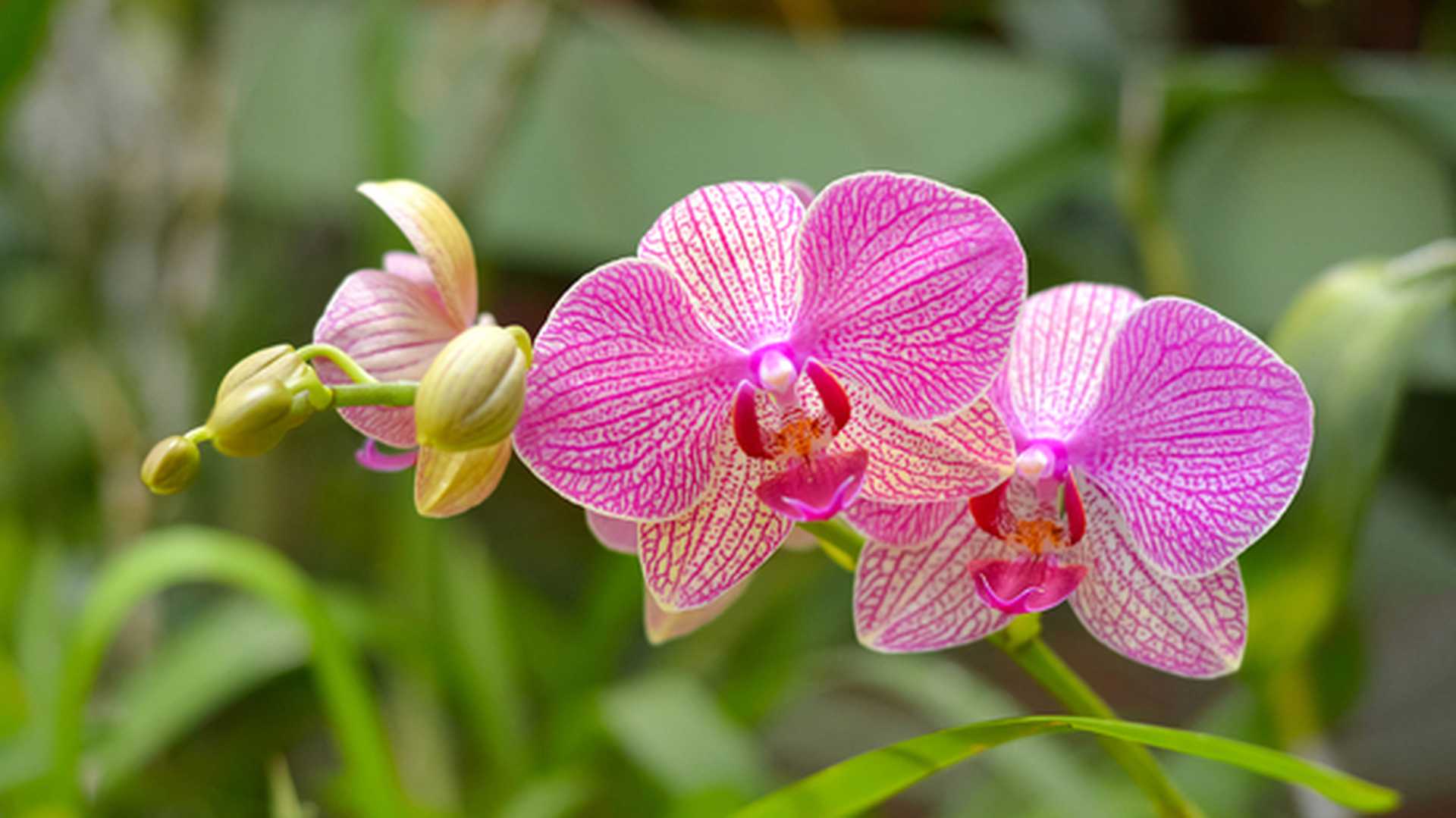 Colorful Flowers At Peradeniya Royal Botanical Garden Kandy, Sri Lanka. The Botanical Garden Includes More Than 4000 Species Of Plants, Including Of Orchids, Spices, Medicinal Plants And Palm Trees
