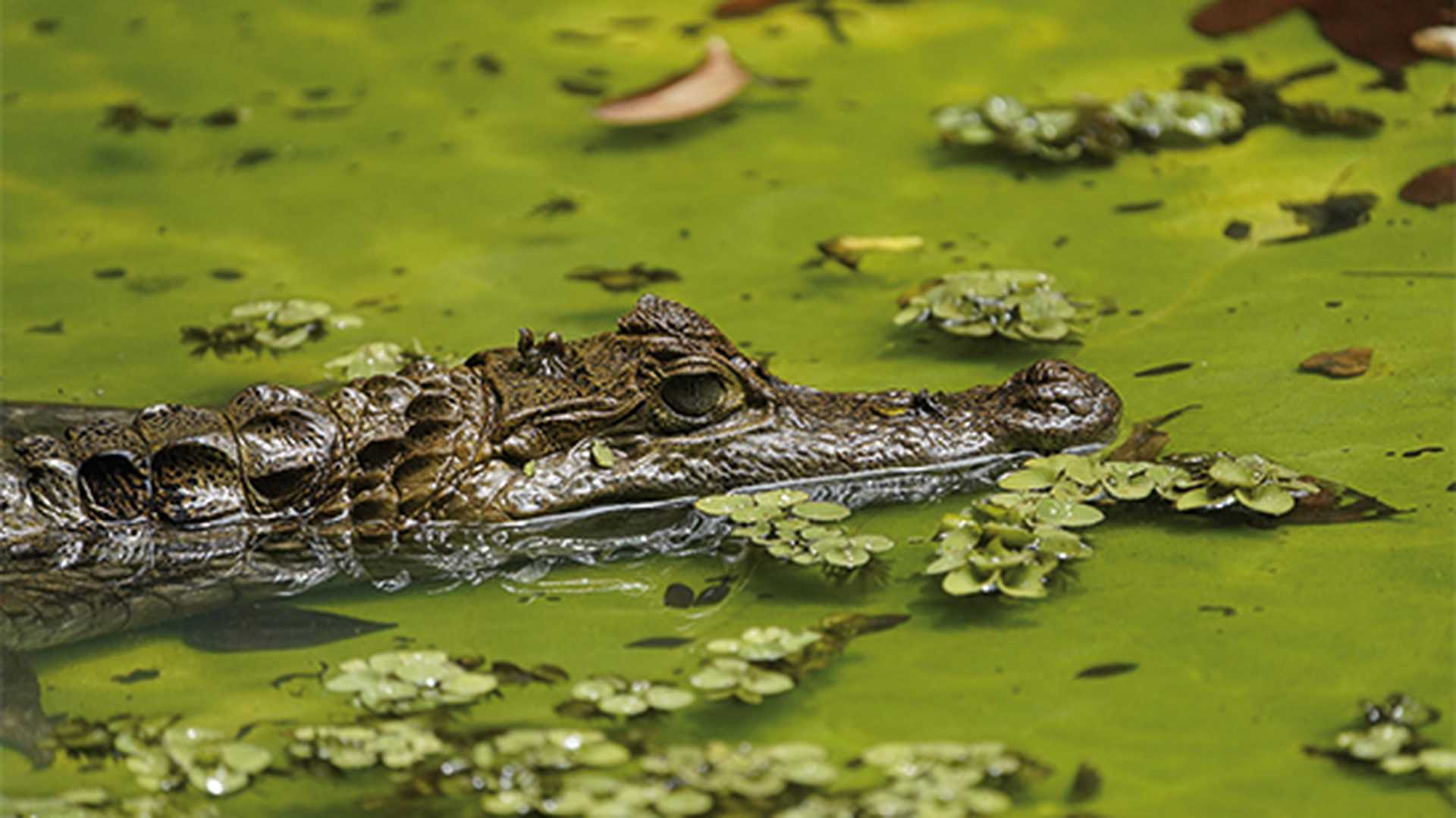 Spectacled caiman 