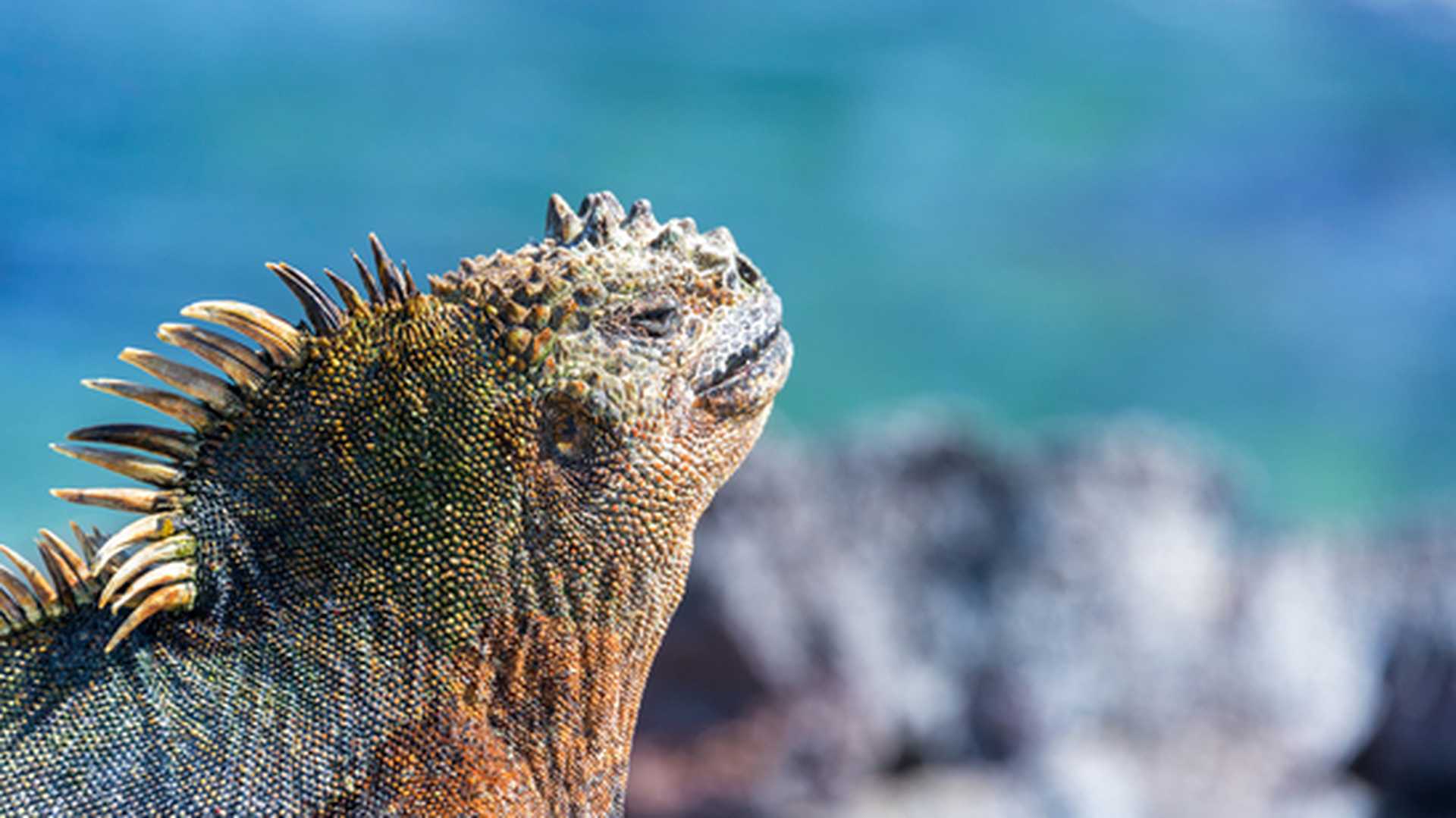Ecuador & the Galapagos